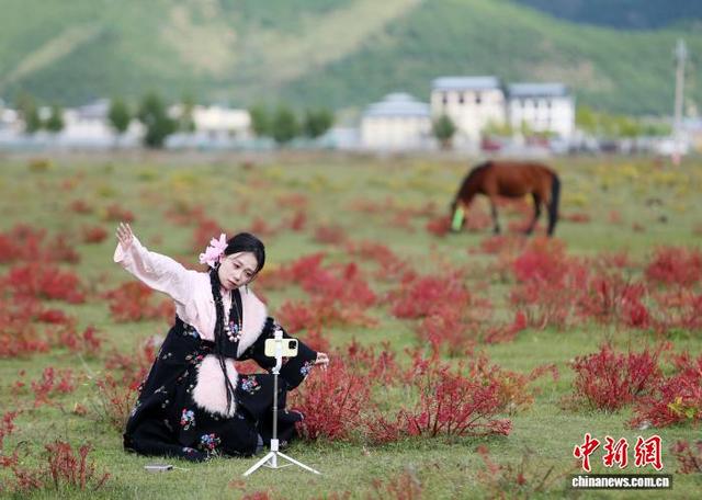 香格里拉秋景如画游人如织