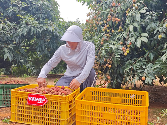 拼多多发布《2025农产品上行半年报》：“多多好特产”加码扶持农货商家，农产品销量同比增长47%