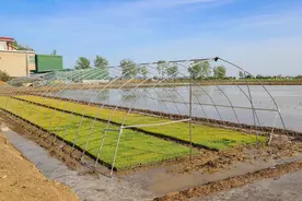 河南固始：再生稻插秧忙 田间披“绿装”图片