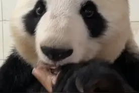 下饭！沉浸式听大熊猫吃竹笋图片