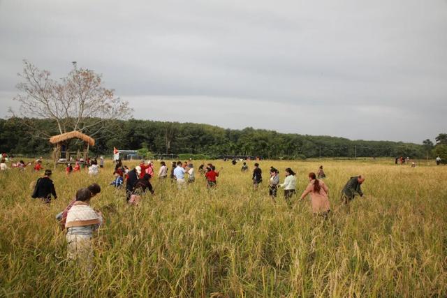 多图+视频！一起回看2025年白沙“啦奥门”雨林与您山兰文化活动精彩瞬间