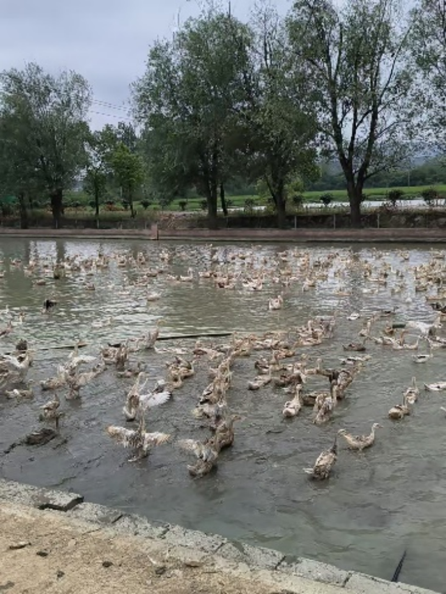 湖南绝美银杏打卡地，太出片了