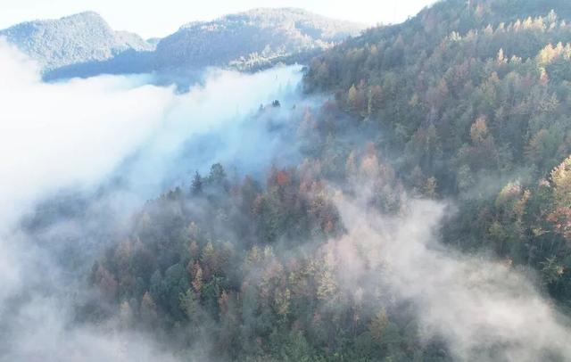 “暴力黄”全开！汨罗江雾、水垅村银杏……惊艳登场