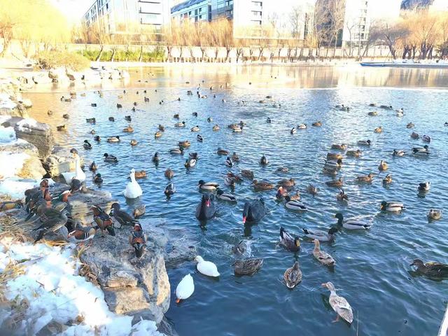 北京农展馆后湖，何以引来百鸟嬉？现场探秘——