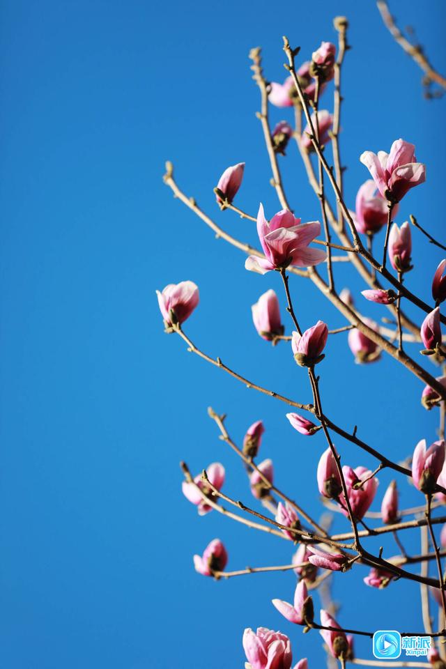 不负春日好时光，潍坊赏花指南请收好