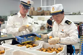 搭乘绿色通道，苏州东山白沙枇杷首次飞往迪拜图片