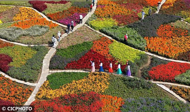 秋游花海，如行“花毯”