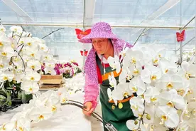福建永定：母亲节催热“浪漫经济” 白色蝴蝶兰鲜切花线上日销3000株图片