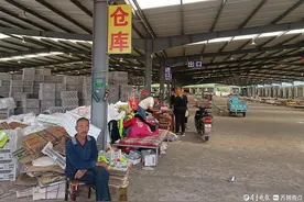 产量大却价格低，泰安天宝樱桃采摘迎尾声，村民想淘汰老品种图片
