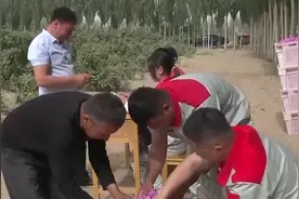 塔克拉玛干沙漠“锁边合龙”时种植的玫瑰花开了图片