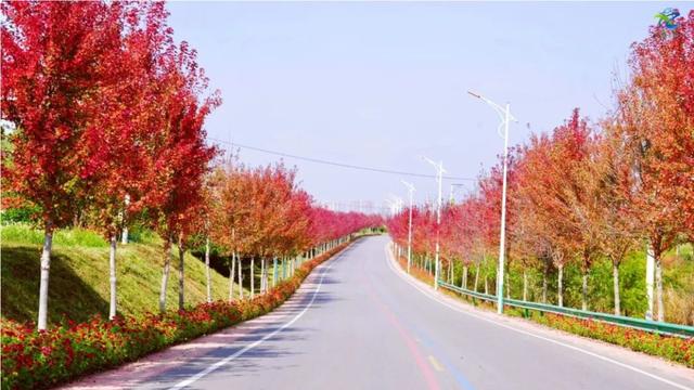别去日本了！新洲的“同款”风景，美得更懂你