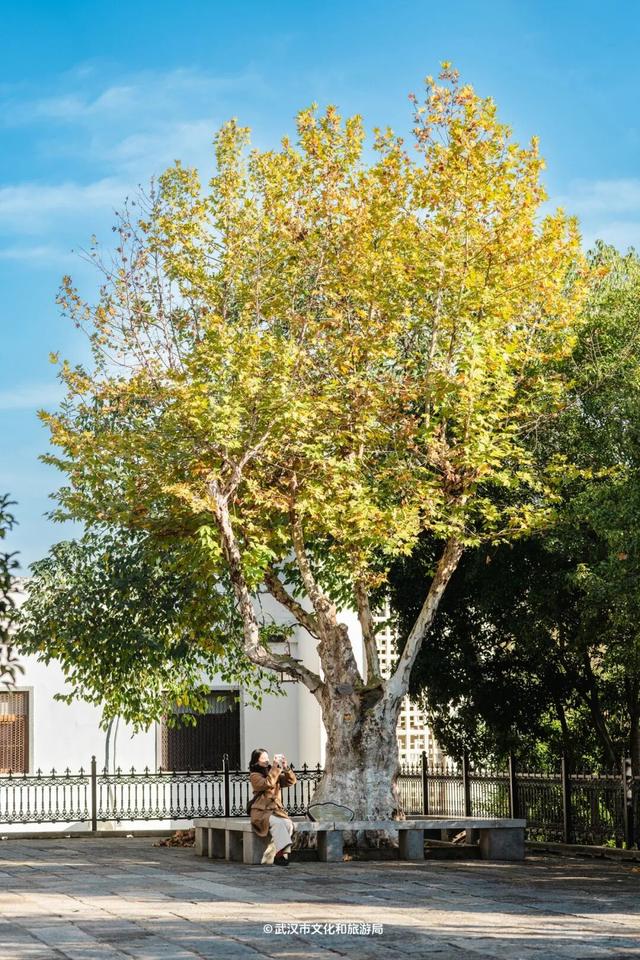 武汉为百年古树建公园，免费开放！