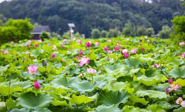 到上饶横峰，寻一处山水清欢