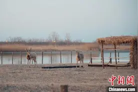 两头江苏麋鹿“落户”天津七里海图片