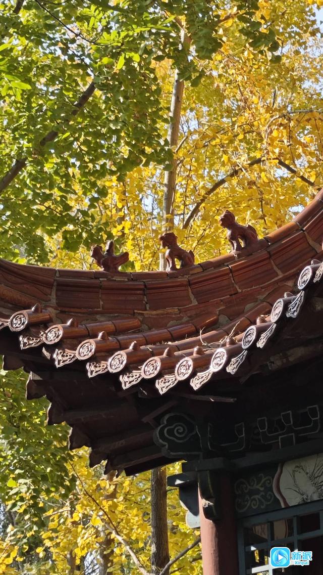 朱檐染秋色 杏叶藏秋意~潍坊虞河边拍照超出片