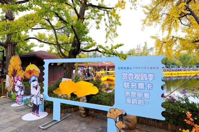 昆明人速藏！2025赏杏观鸥季专属地铁福利来啦~