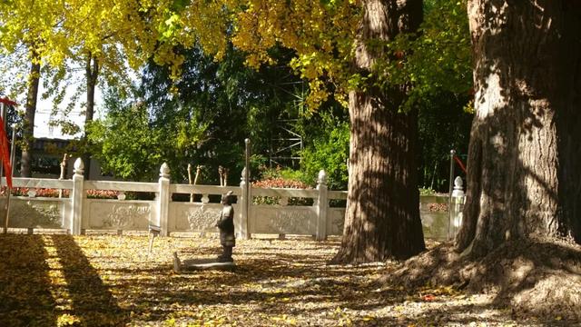 红的黄的绿的！天气这么好，来这些地方看看闵行的秋天吧~