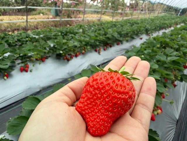 福利来袭！北部湾花卉公园赏花“免费”啦，摘莓赏花双重乐