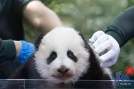 广州长隆大熊猫幼崽“妹猪”喜迎百日图片