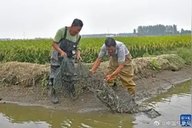 稻蟹迎来双丰收！图片