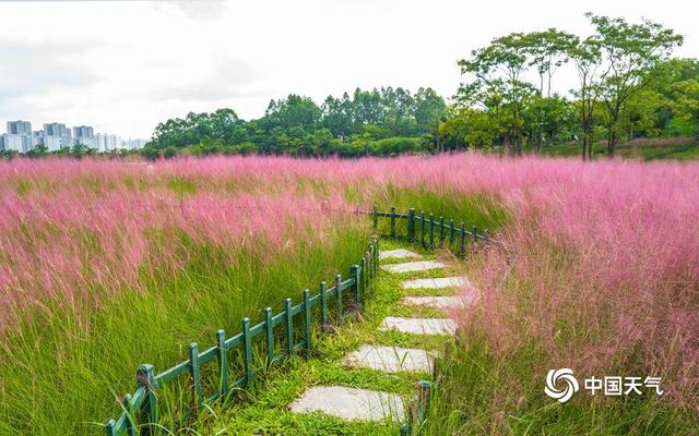 广西南宁园博园：粉黛草浪漫上线 草色温柔
