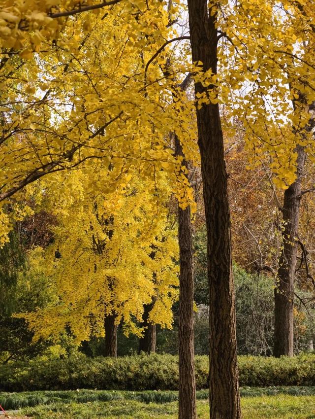 在静安，藏着一处红枫黛瓦的冬日中式美学“顶流”，猜猜在哪里？