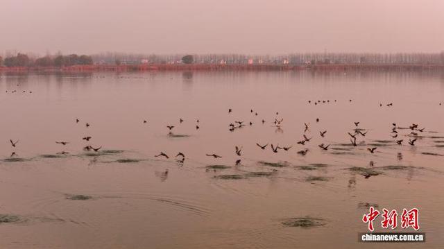 安徽沱湖：水鸟翔集景色美