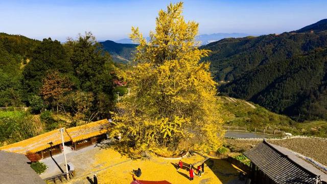 “暴力黄”全开！汨罗江雾、水垅村银杏……惊艳登场