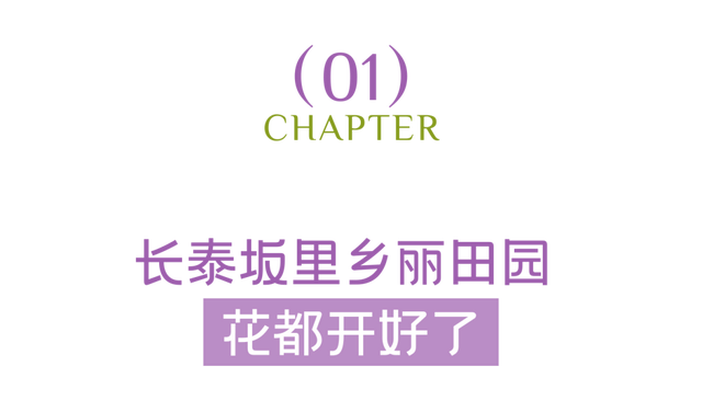 漳州也有“普罗旺斯”花海了！