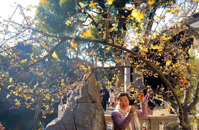 江苏苏州：狮子林蜡梅飘香引客来