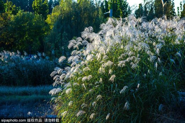 一眼心动！周末邂逅北京芦花漫舞，超有秋日feel~