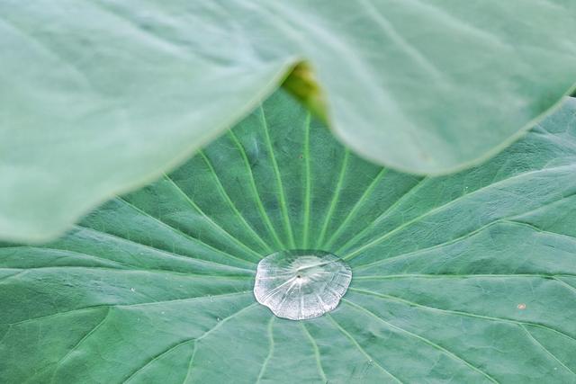 雨洗新荷！崔家窑湿地公园秒变莫奈花园