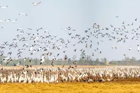 江西永修：连续14年获鄱阳湖区越冬候鸟和湿地保护工作先进县图片
