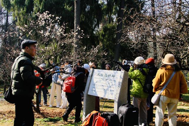 梅中顶流提前绽放，武汉东湖梅园寻“龙”正当时