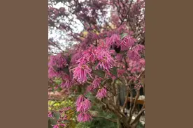 芳菲满园丨为它诞生了一个汉字，路边常见却易被忽略图片