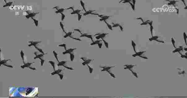 全球金奖！这次是——