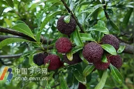 杨梅怎么挑？怎么吃？怎么保存？专家来支招图片