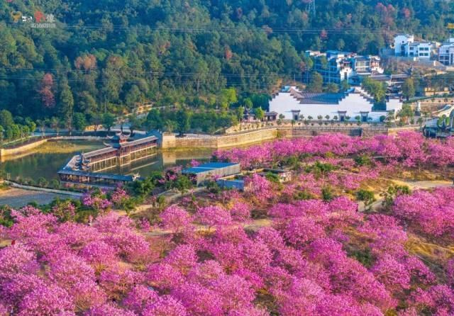 就现在，靓爆镜！免费赏！江门超浪漫粉色花海上新
