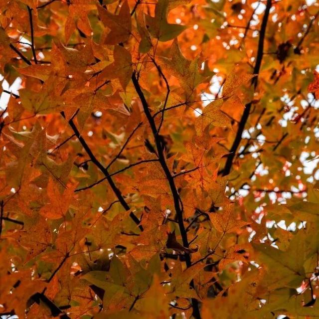 去有“枫”的地方，团风大崎山“枫”景正好！