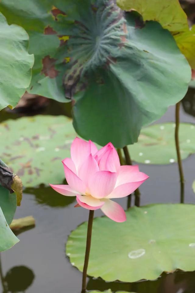 双园秘境在此！赴一场初秋的诗意漫游
