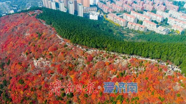 一年四季 泉在济南丨蝎子山：半山红翠绘秋章