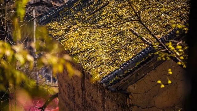 免门票福利！白云山绝美秋色正在上映→