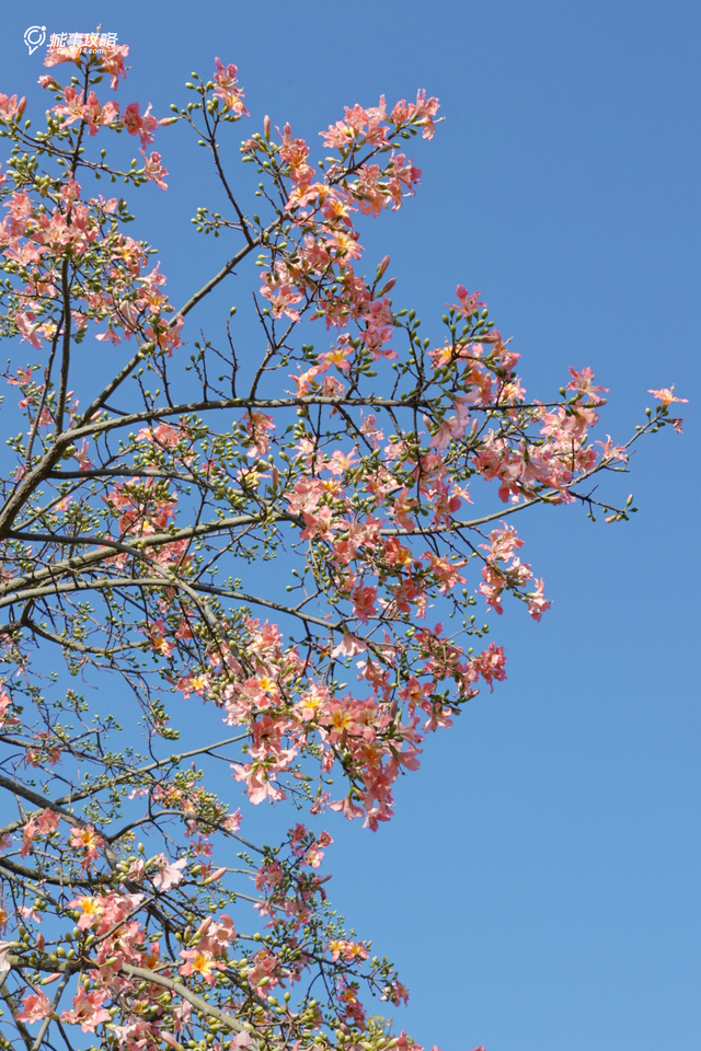 全城“粉”了！地铁直达→