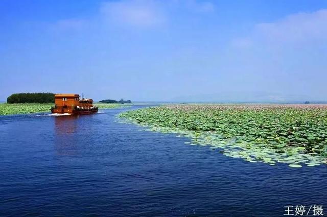 重磅消息！免票！滕州微山湖红荷湿地面向山东省内游客免门票啦