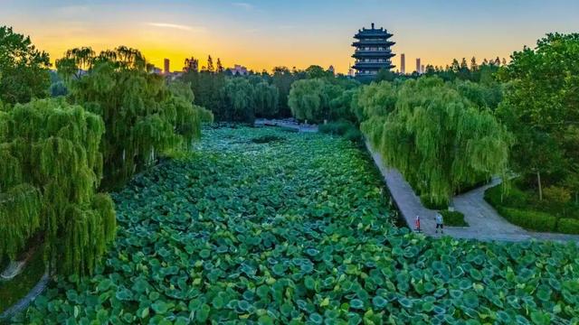 一年四季泉在济南 | 2025年大明湖畔并蒂莲惊喜绽放