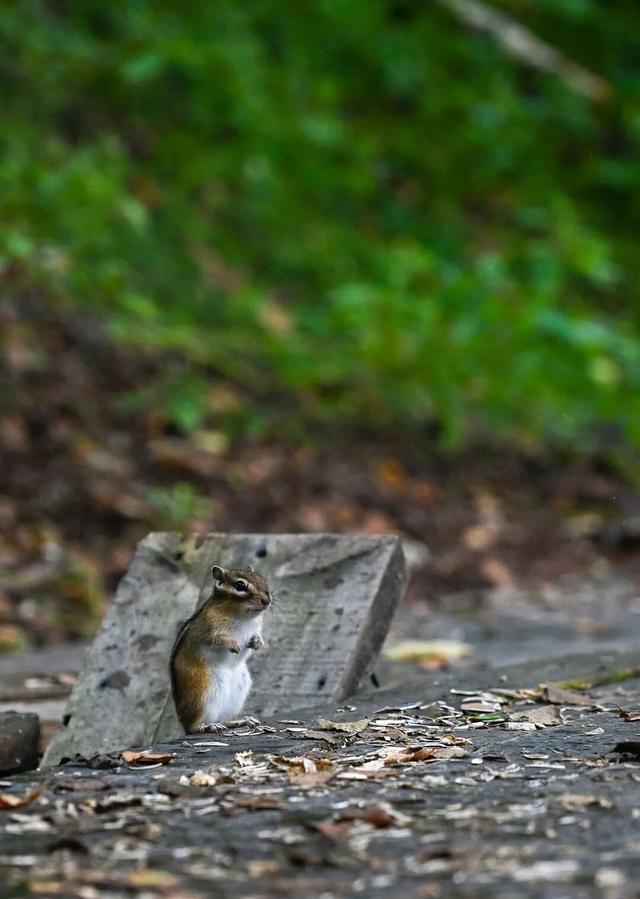 在这座东北小城，被顶级秋景暴击