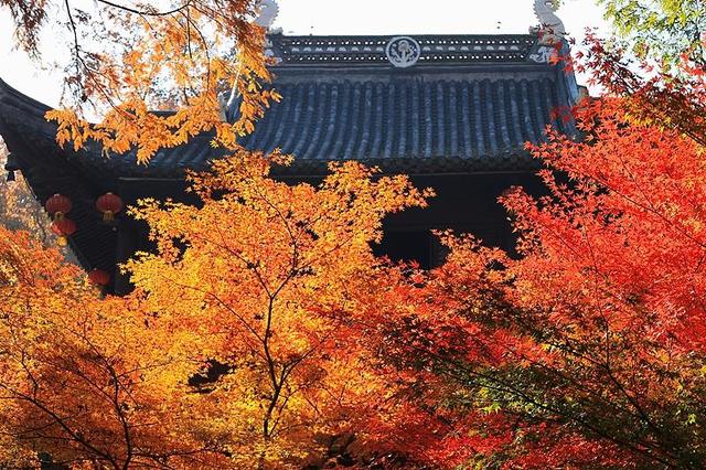 全国红叶上线中
