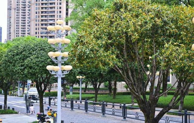 重庆江北：桂花街上桂花香 品秋赏花正当时