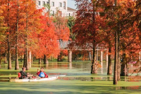 杉杉“红”了！长三角这些地方正上演视觉大秀