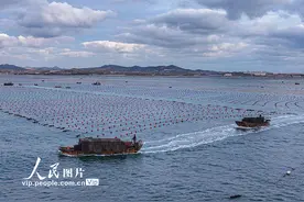 山东荣成：收获鲍鱼 供应市场图片